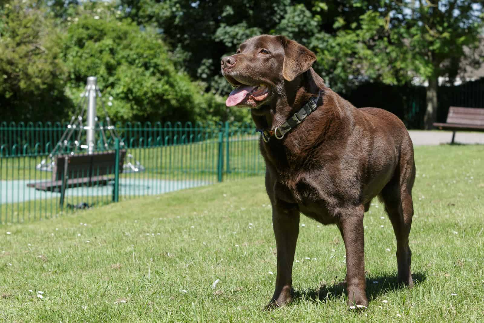 chocolate brown labrador dog standing on grass in the sunshine