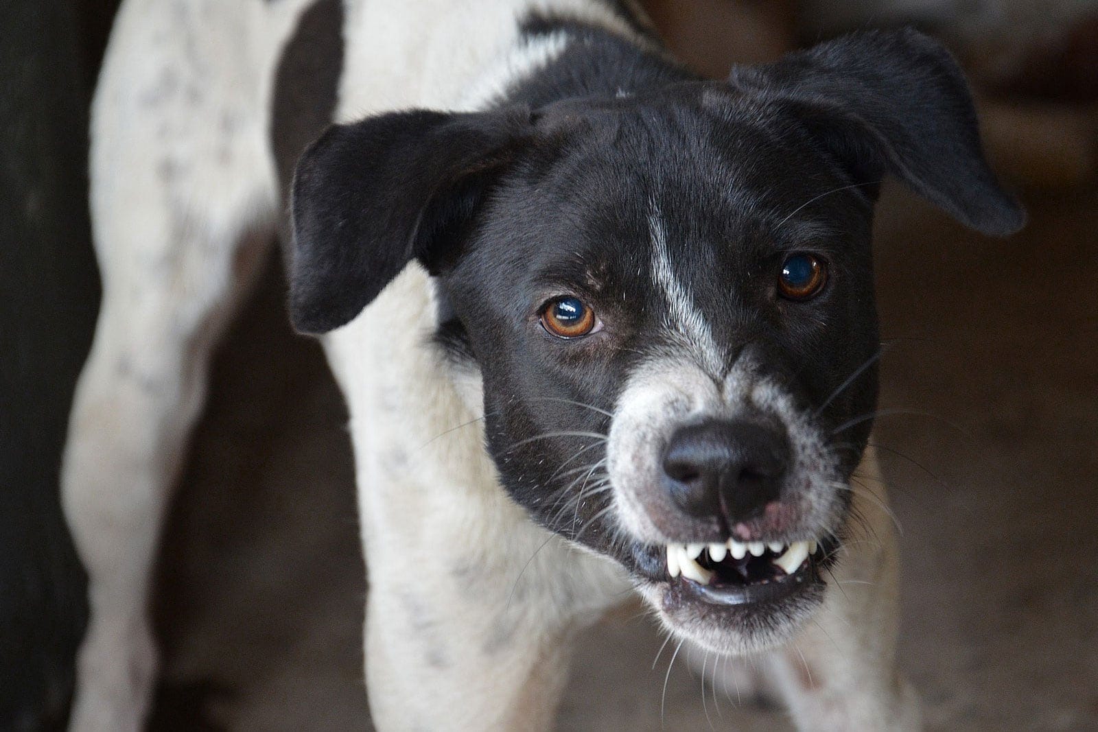 angry dog showing teeth and growling