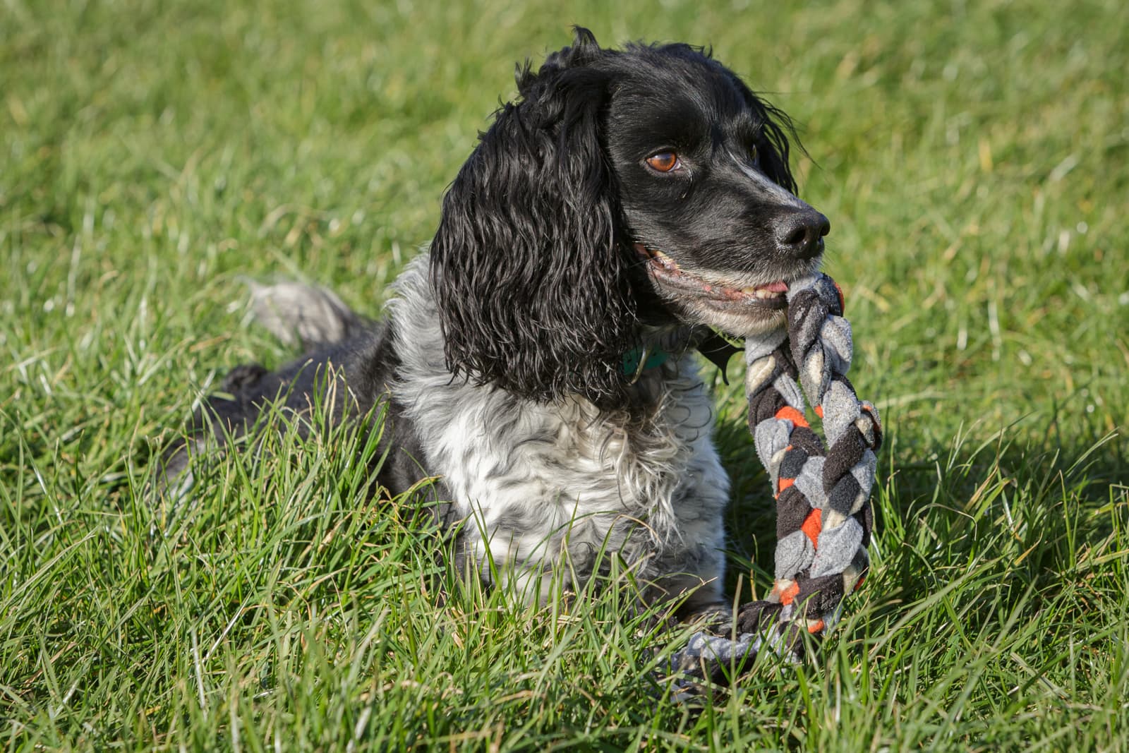 black and white English spaniel with tug toy