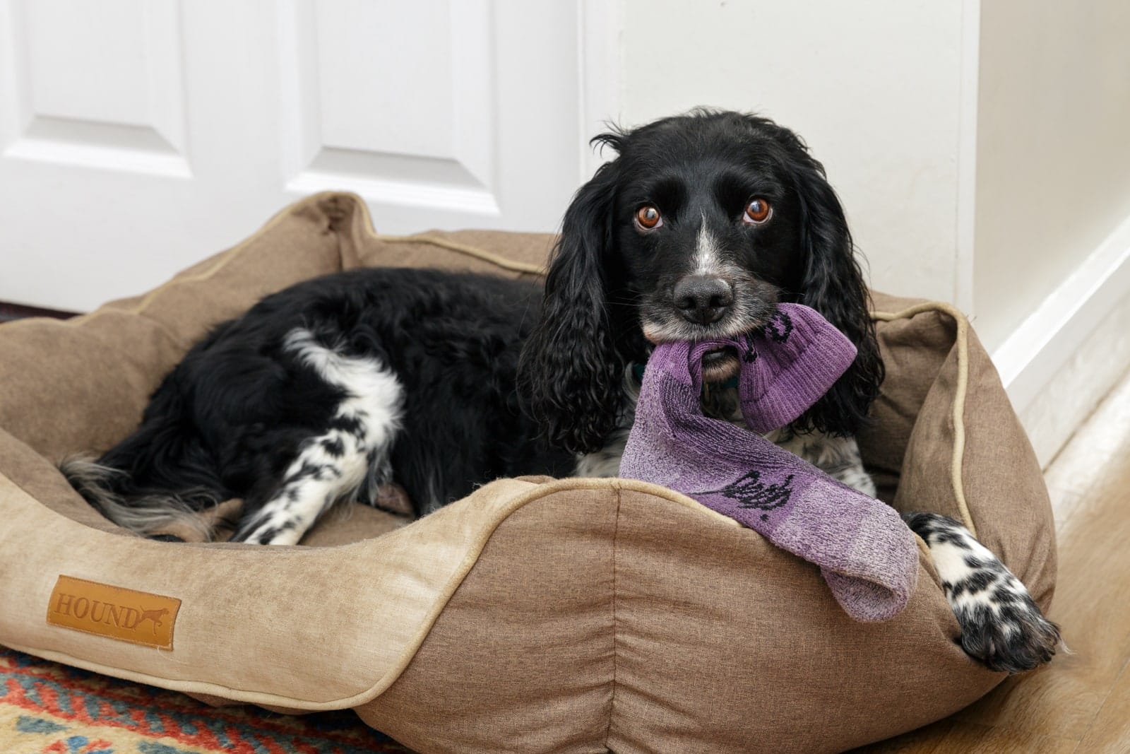 black and white spaniel dog in dog bed with coloured sock