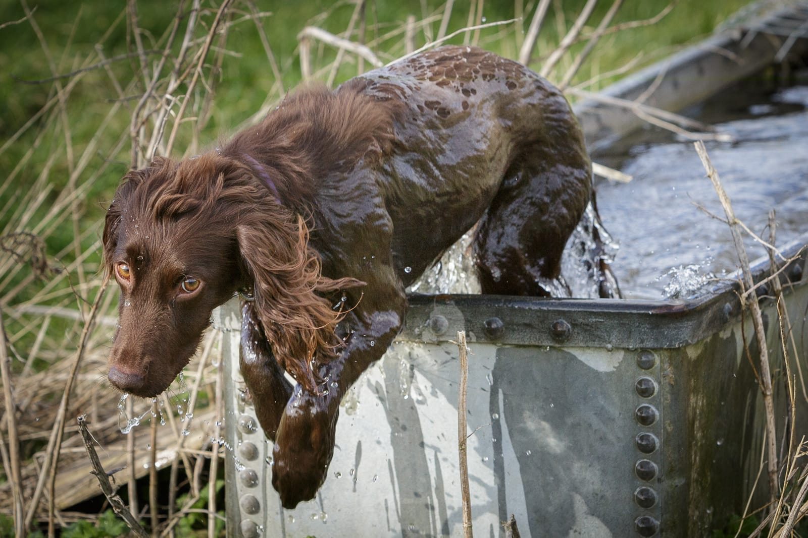 brown cocker spaniel jumping out of water trough