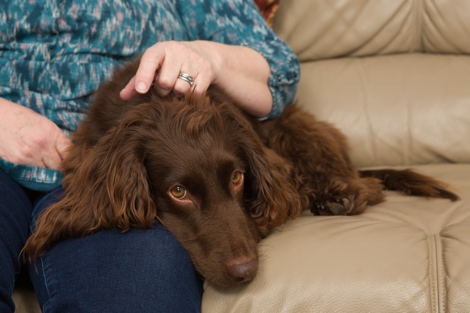 chocolate brown cocker spaniel reclining on couch