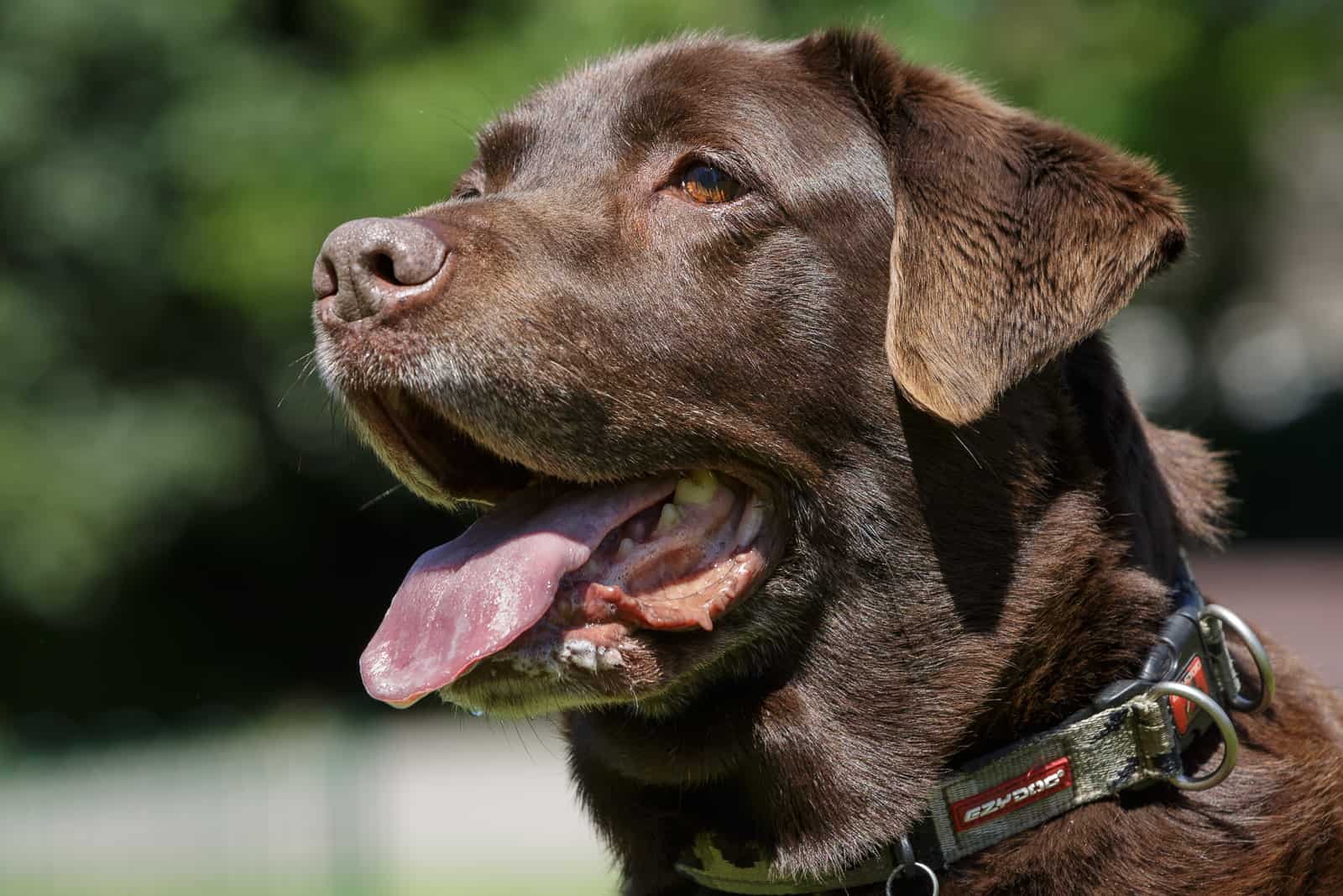 close up of chocolate brown labrador dog in the sunshine
