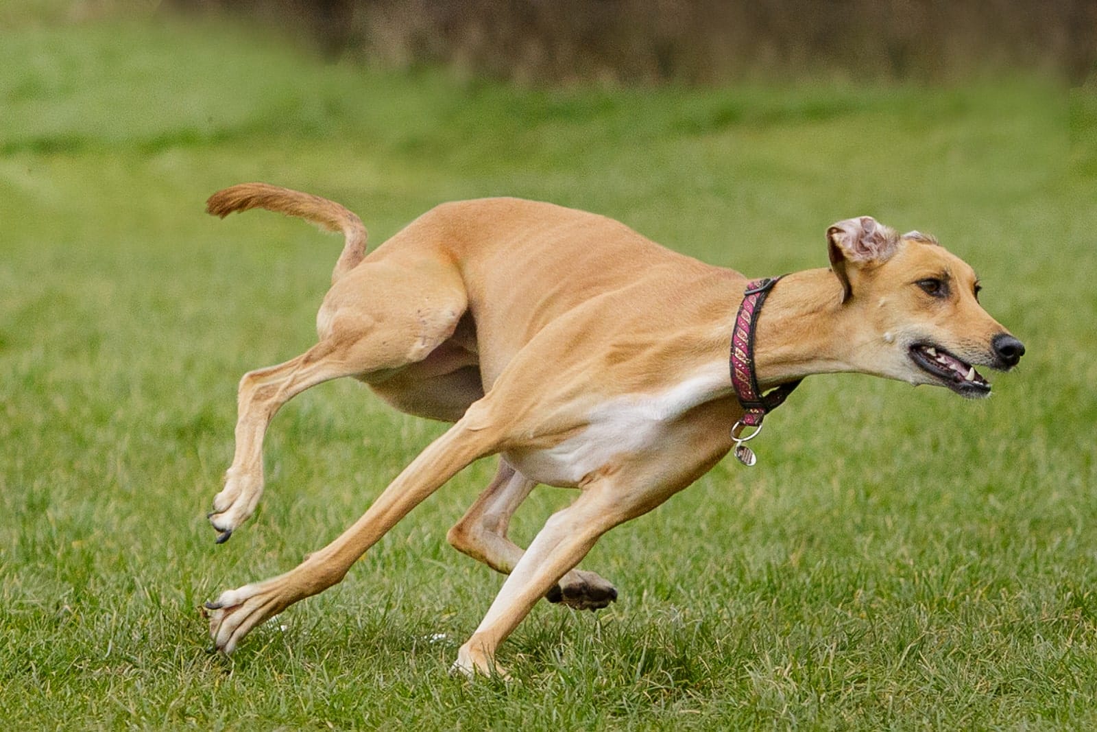 dog running away from owner