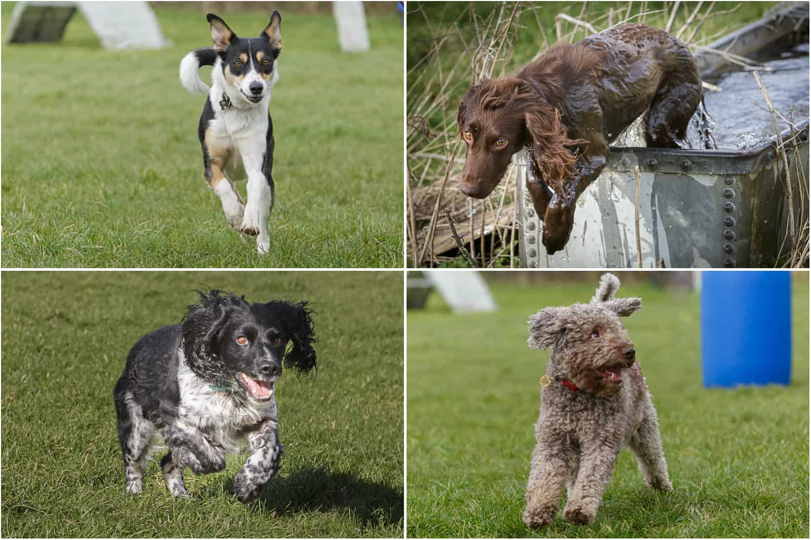 dogs running around in a field