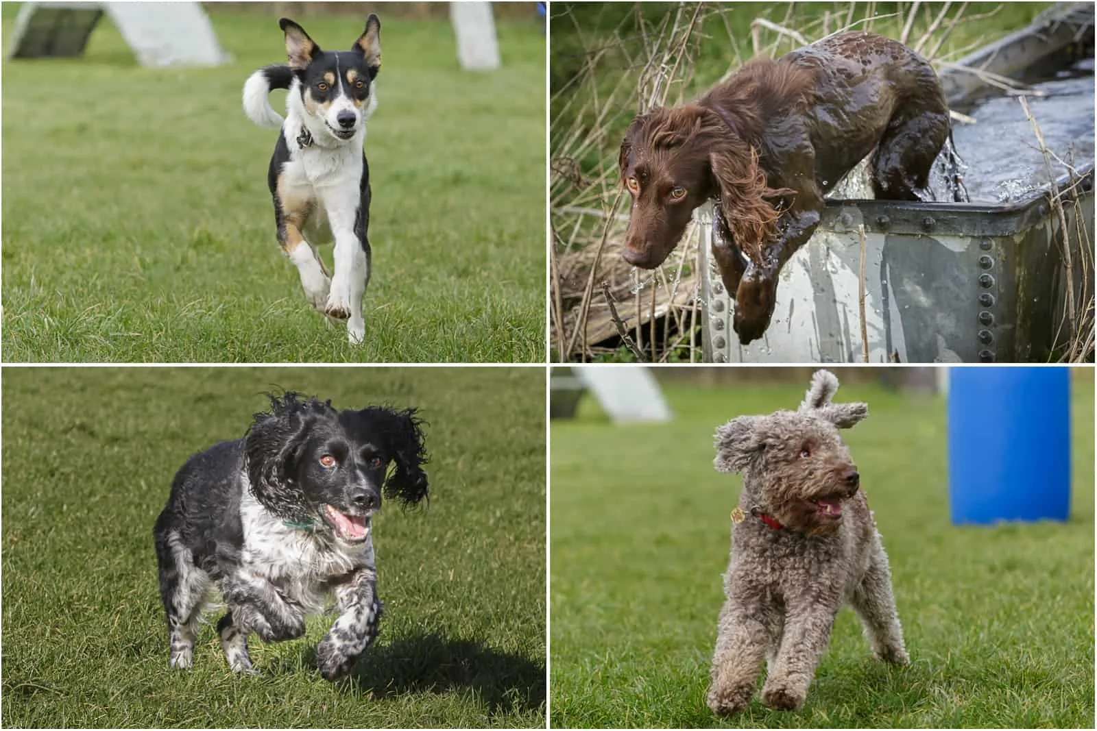 dogs running around dogs running around in a field