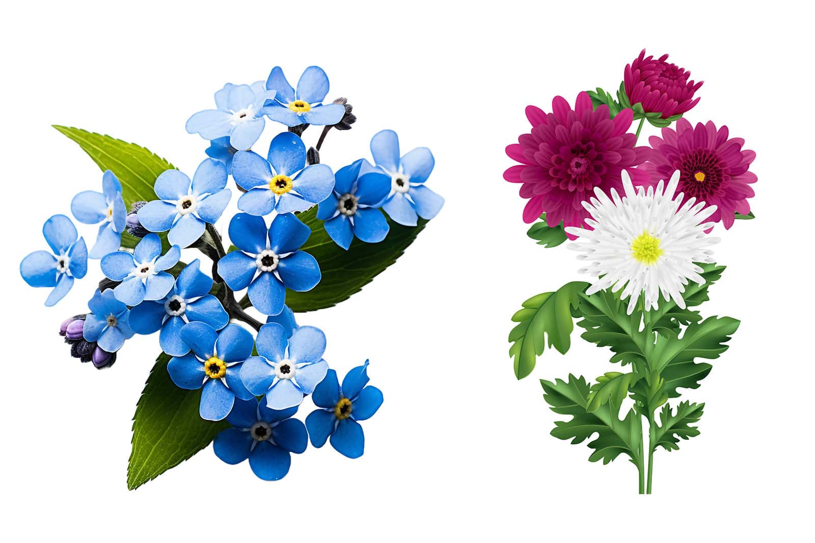 forget me nots and Chrysanthemum flowers