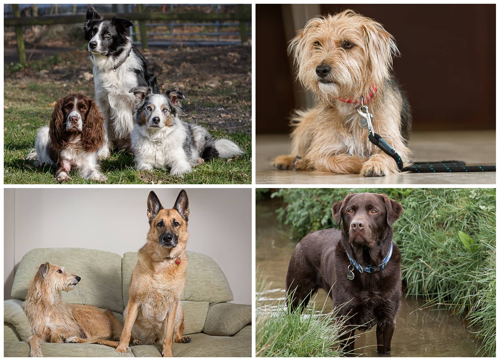 four-working-dogs four working dogs