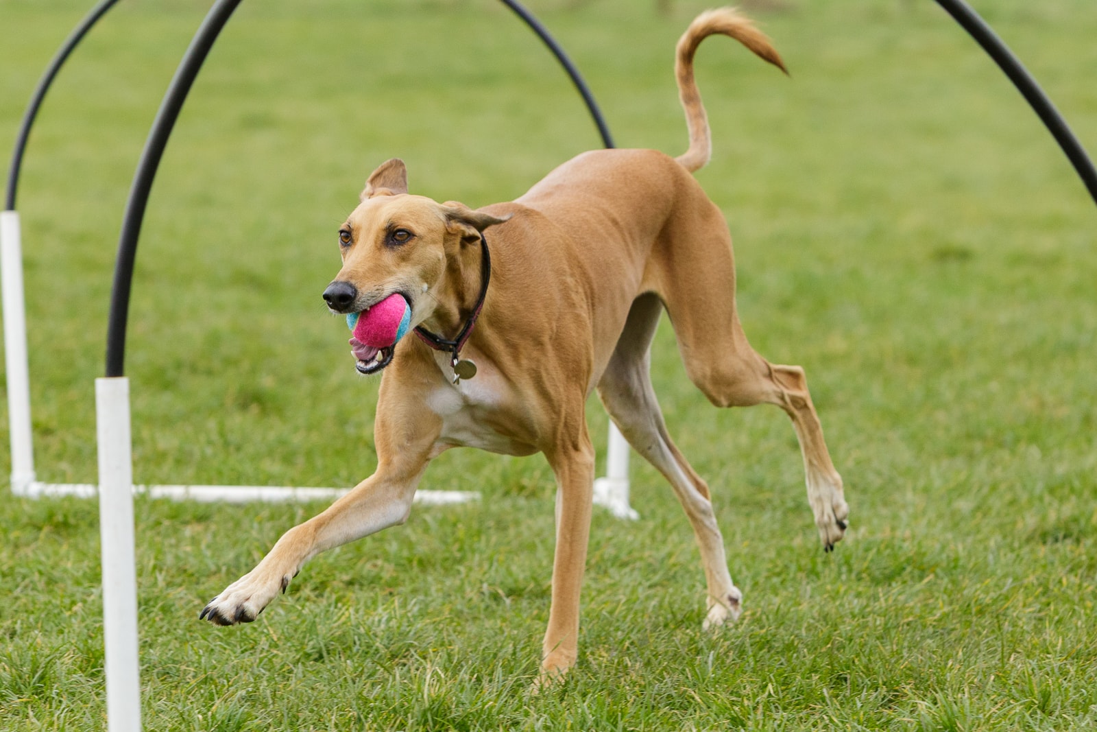 greyhound lurcher running with coloured ball