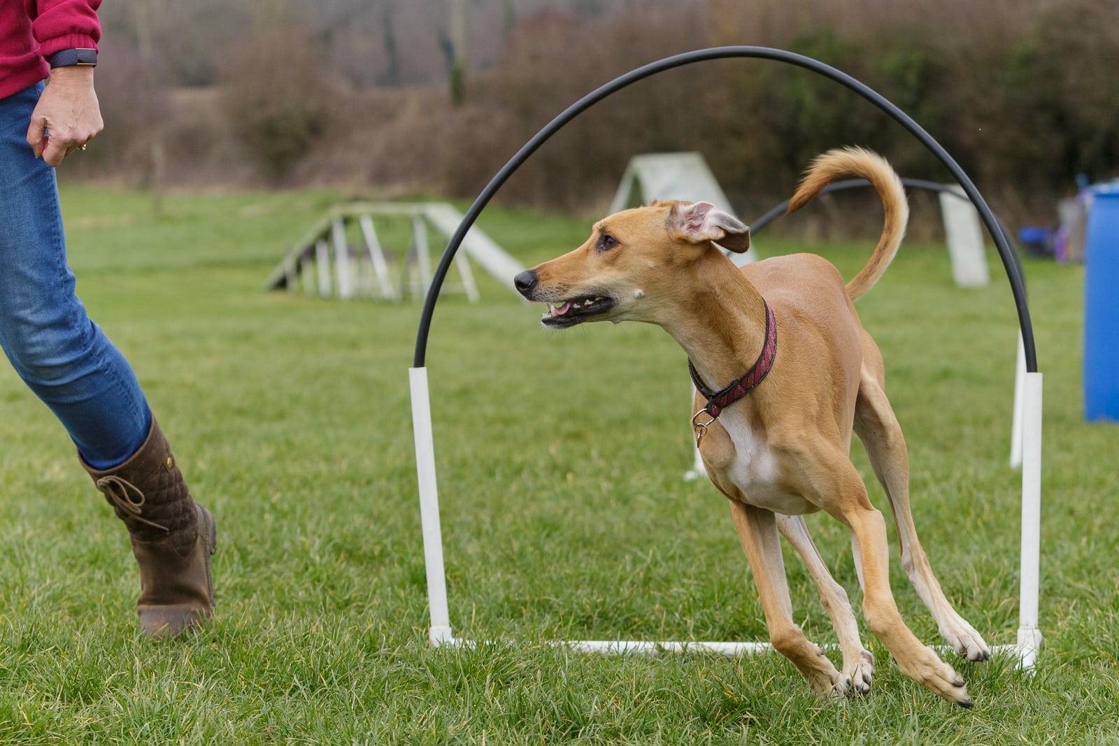 greyhound lurcher dog taking part in Hoopers class training