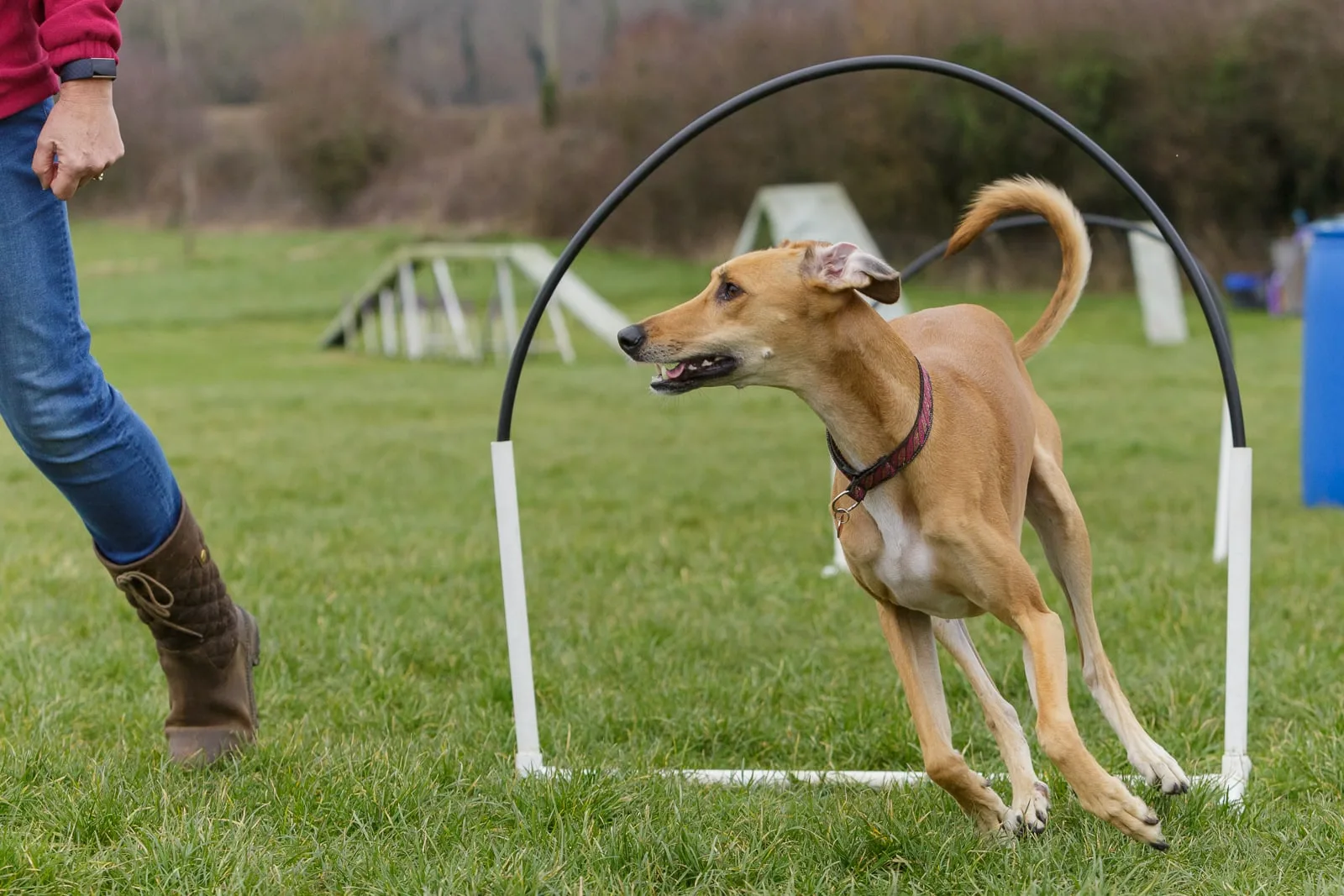 greyhound lurcher hoopers class 03 greyhound lurcher dog taking part in Hoopers class training