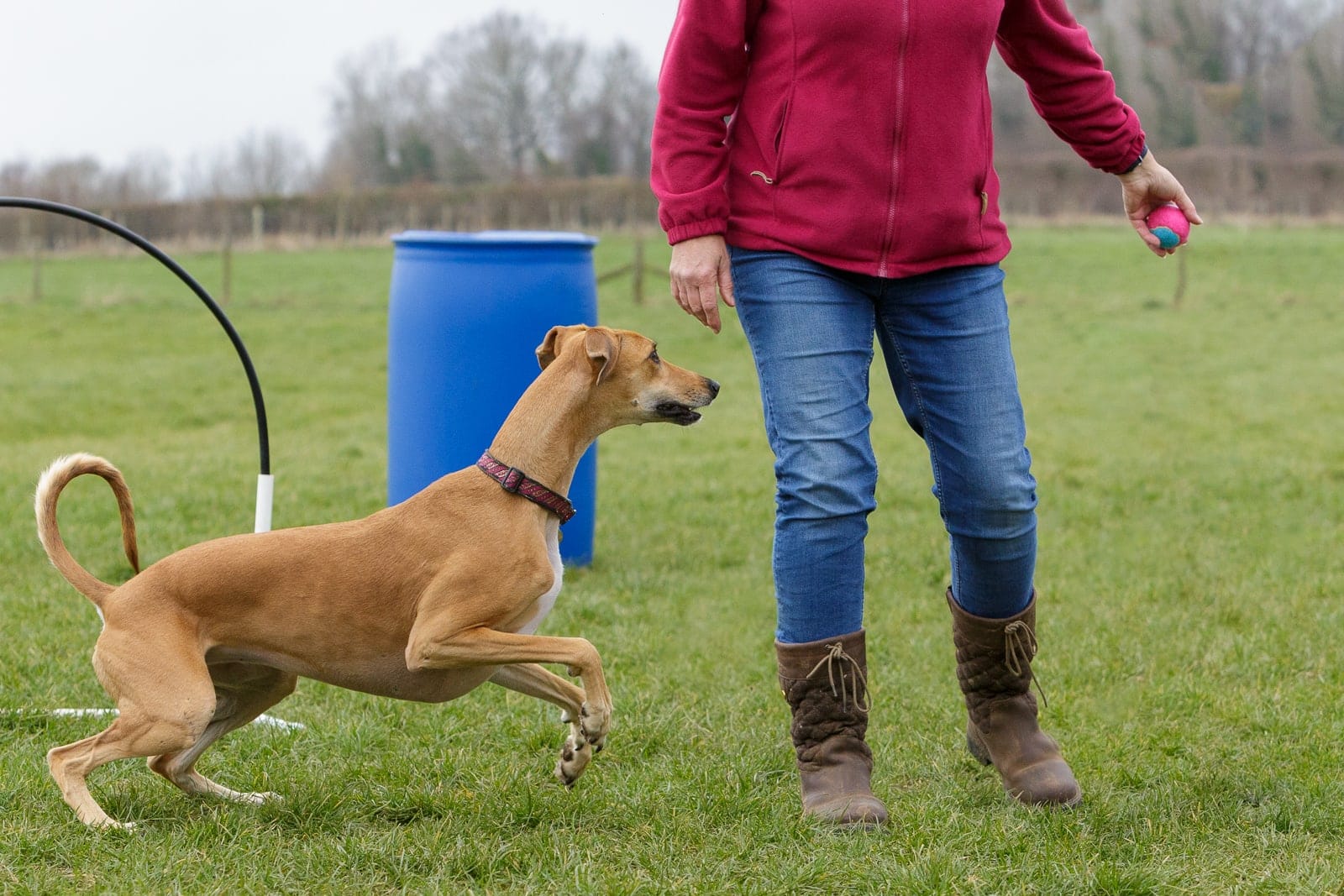 greyhound lurcher waiting for coloured ball