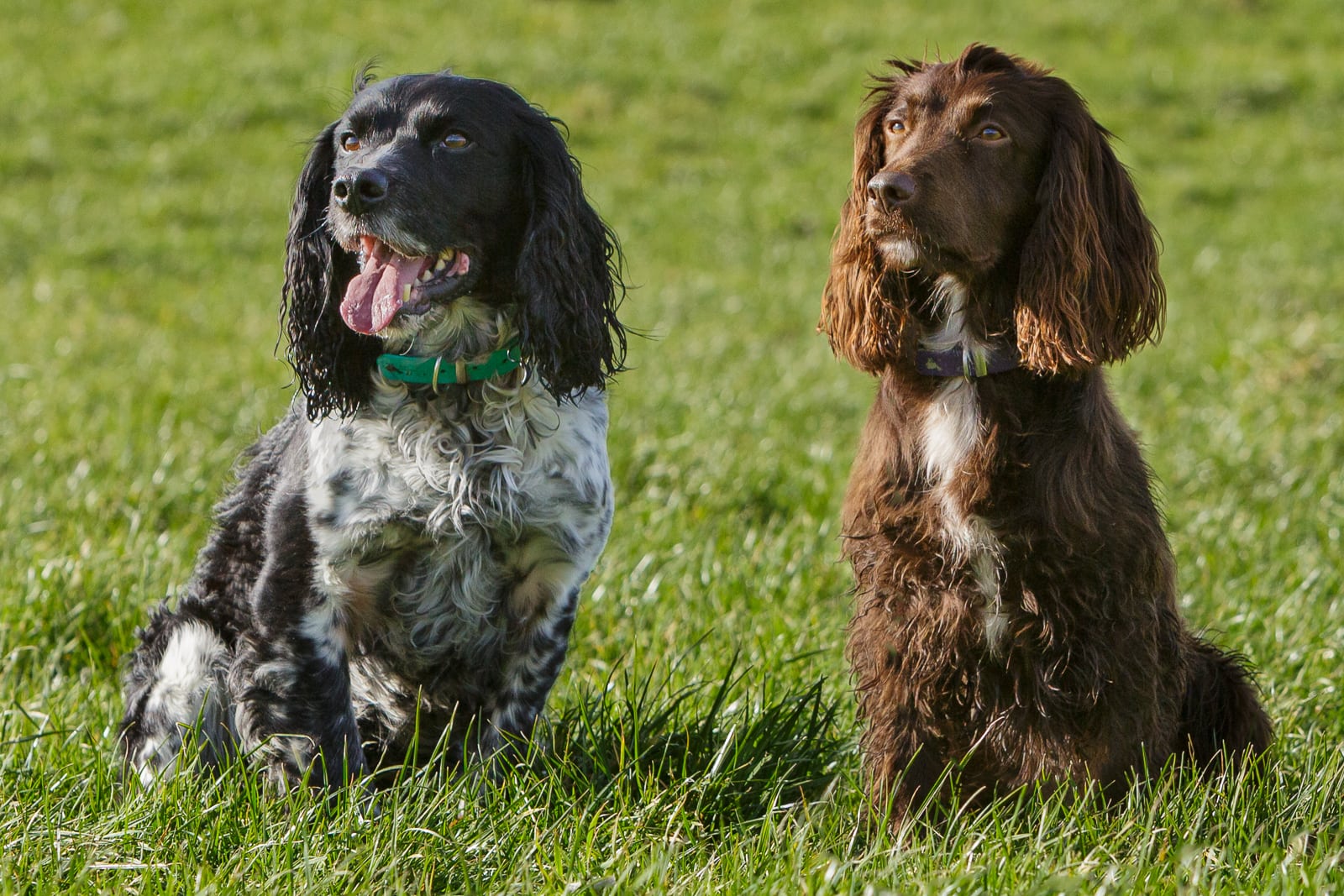 two working cocker spaniel dogs sitting on grass in sunshine