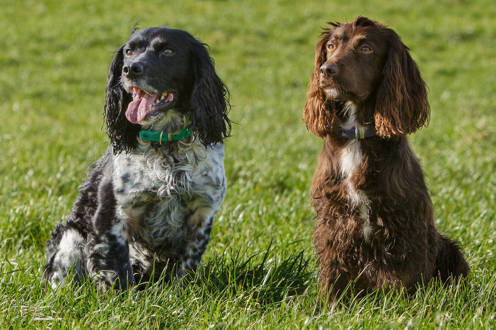 morris and cleo in field two working cocker spaniel dogs sitting on grass in sunshine