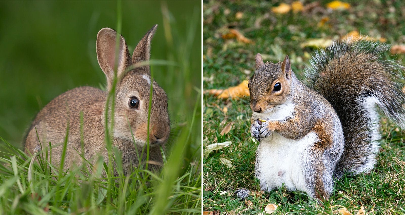 wild hare and squirrel on grass