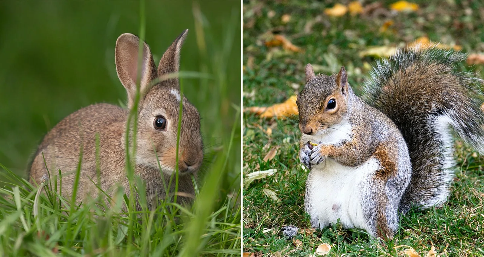 wild-life-hare-squirrel wild hare and squirrel on grass